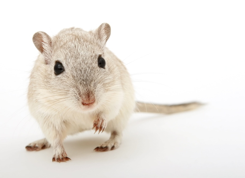 beige, macro, gerbil, domestic animals, vermin, cute, mice, 2K, beautiful, rat, smell, eyes, funny, creature, isolated, furry, fluffy, tail, up, attractive