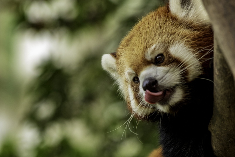 face, redpanda, tongue, nature, whisker, red, asia, young Animal, claw, climbing, closeup, red panda, endangered Species, fur, panda, carnivore, close-up