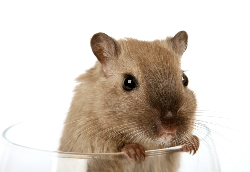 mouse, small, animal, domestic, beautiful, female, nose, isolated, pretty, one Animal, whiskers, critter, face, whisker, vermin, tail, concept, hamster