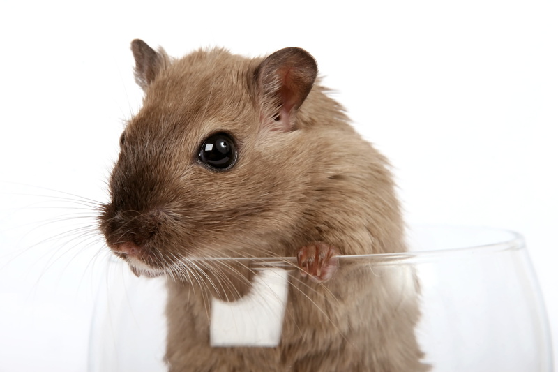 hairs, mouse, rodent, grey, pest, pretty, conceptual, domestic animals, studio shot, animal hair, cuddly, critter, concept, glass, vermin, wine, hamster