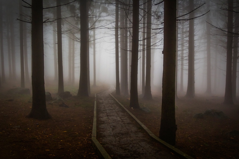 winter, fearful, forest road, tree, tree trunk, tranquility, land, scenics - nature, outdoors, pine, hazy, 5K, trunk, forest, direction, mystic, critter