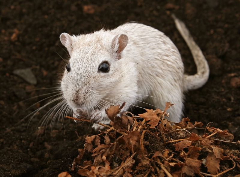 nature, attractive, wildlife, mice, cute, pest, animal eye, animal head, animal themes, nose, hairs, gorgeous, animals in the wild, grey, 2K, brown, ears