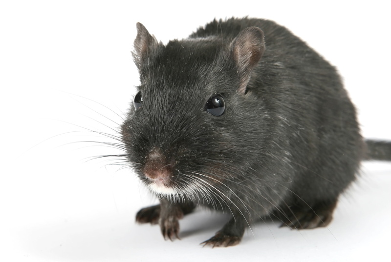 gray, vermin, tail, animal wildlife, rat, vertebrate, macro, creature, domestic, eyes, boy, critter, studio shot, hamster, small, pretty, one Animal, male