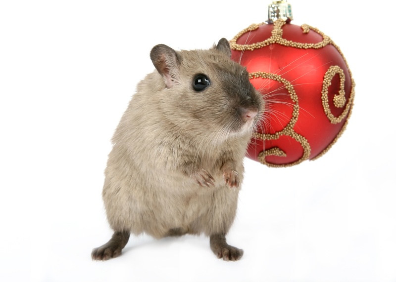 gray, fur, macro, girl, christmas, rat, 2K, pets, female, domestic Animals, vermin, mice, laboratory, gerbil, portrait, santa, face, december, critter