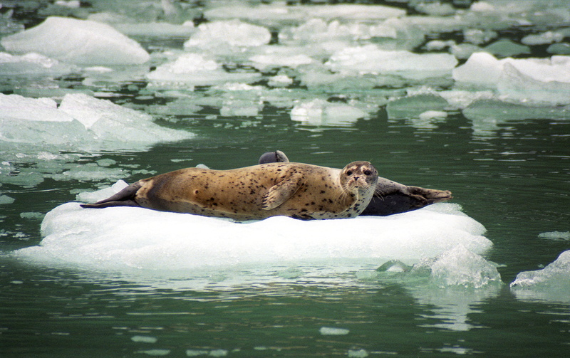 tracy arm, snow, animal wildlife, water, day, sawyer glacier, iceberg, no people, animal themes, critter, animals in the wild, juneau, united states, harbor seal