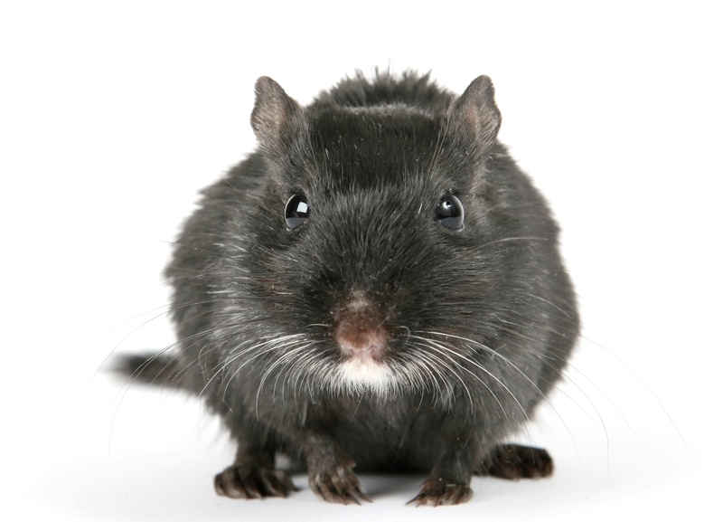 mammal, 2K, brown, pest, indoors, domestic animals, old, face, black color, no people, pretty, white background, beautiful, mouse, cute, close, attractive