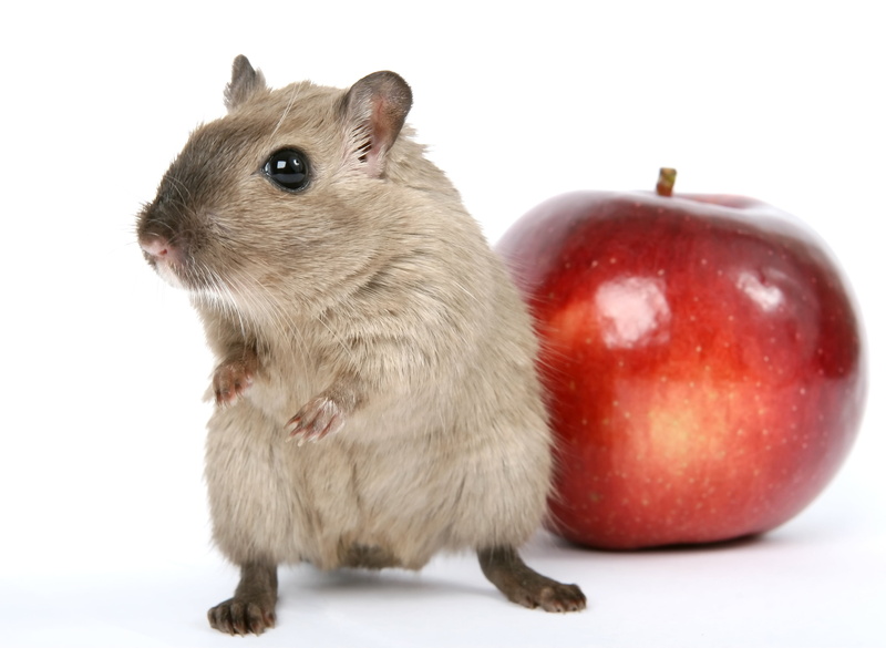 food and drink, face, macro, apple - fruit, gerbil, mice, animal themes, healthy eating, cute, wholesome, mammal, 2K, studio Shot, lunch, vermin, rat