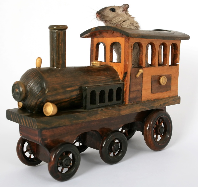 model - object, look, transportation, zoom, face, white, nose, nature, day, critter, studio shot, wooden, creature, hairs, train, animal themes, rat, single object