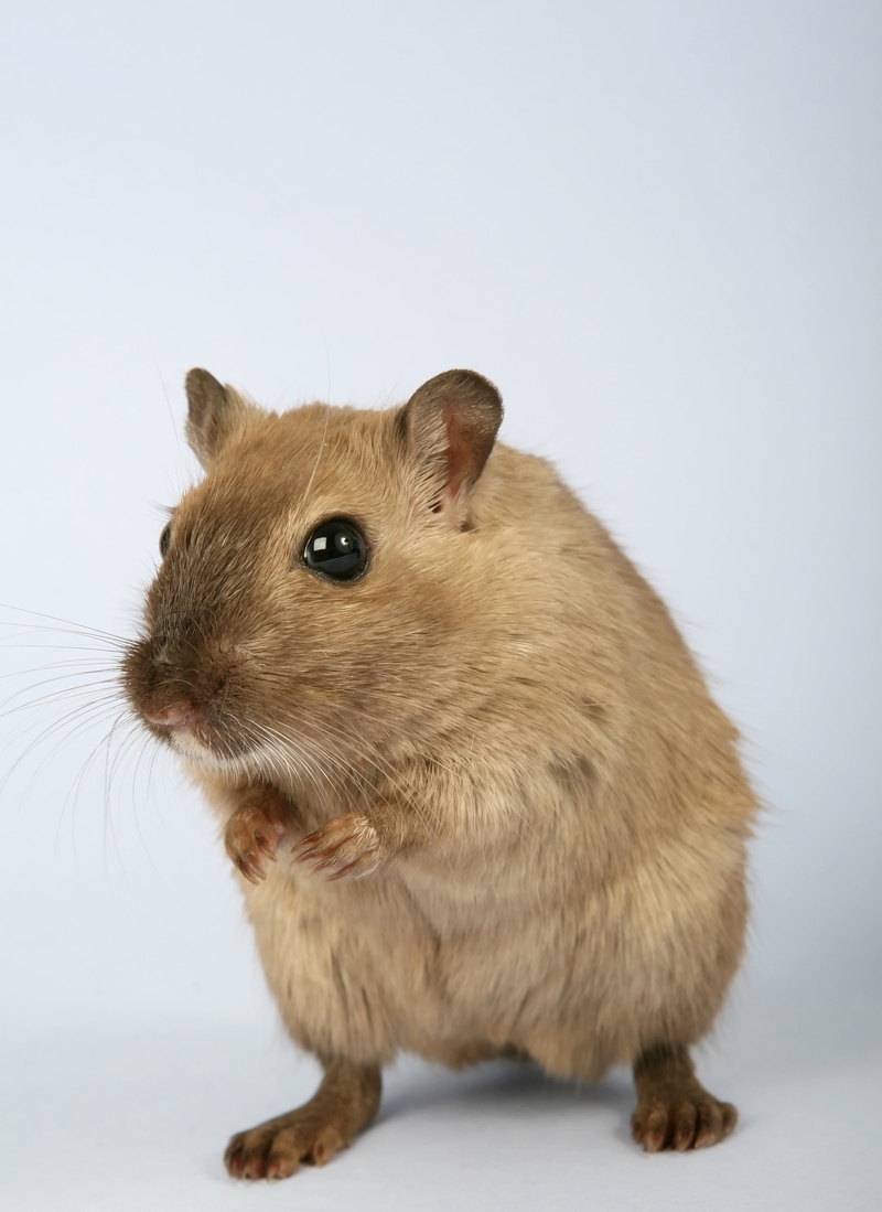 one animal, fur, funny, animal themes, critter, no people, domestic animals, whisker, animal hair, close, mammal, gorgeous, female, furry, pet, pest, indoors