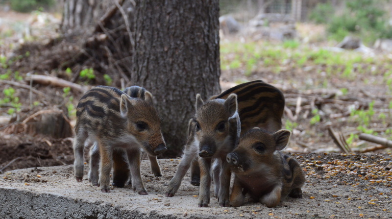 nature, hog wild, pig, wild, striped, tree, field, cub, vertebrate, snout, brood, piglet, the critters, animal themes, animal, animal wildlife, tree trunk