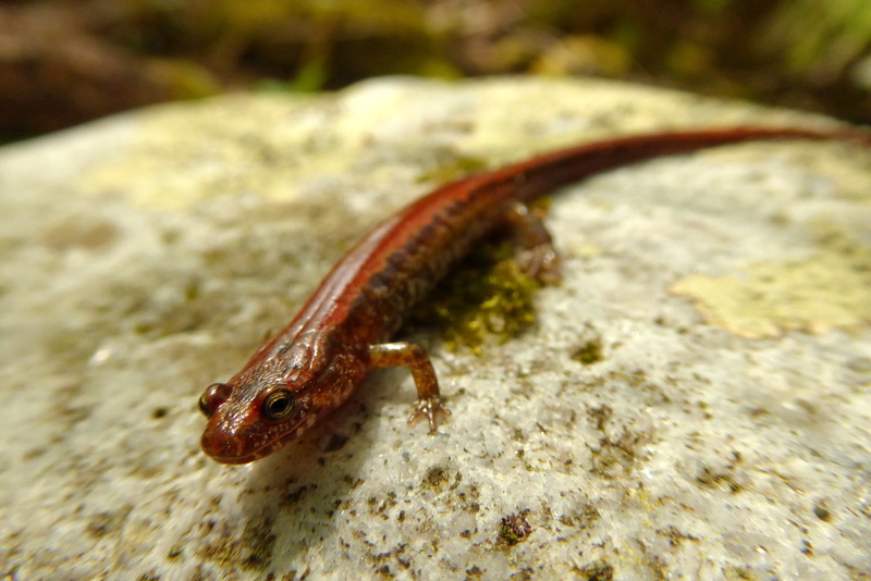 critter, plant, no people, rock, fungus, gecko, lizard, soil, close-up, red, anthus, 4K, animals in the wild, agaric, mushroom, solid, one animal, vertebrate