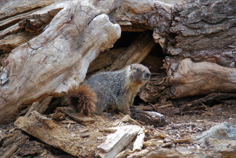 wood - material, mammal, log, camouflage, nature, outdoors, hiking, tree, marmot, animal, one animal, cold boiling lake, cute, rock, timber, day, animal wildlife