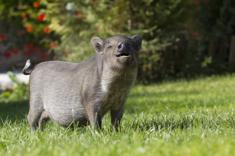 pig, piggy bank, pig home, one animal, 5K, wild, domestic animals, day, grass, piglet, swine, snout, the boar, portrait, sow, wild boar, standing, farm