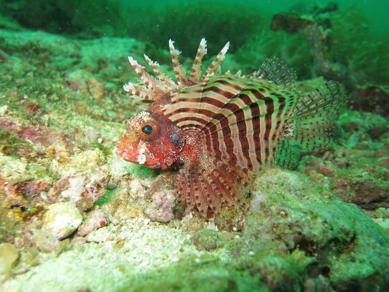 animal wildlife, vertebrate, aquatic, critter, philippines, one animal, saltwater fish, water, exotic, scuba, outdoors, sea life, marine, red, Red Lionfish