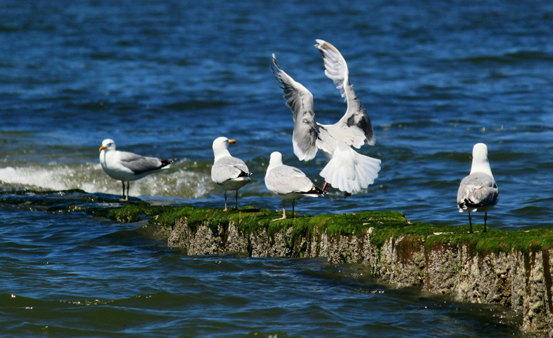 day, animal world, Animal, approach, outdoors, water bird, maritime, lake, beauty in nature, norderney, landing, critters animals, north sea, water, group of animals