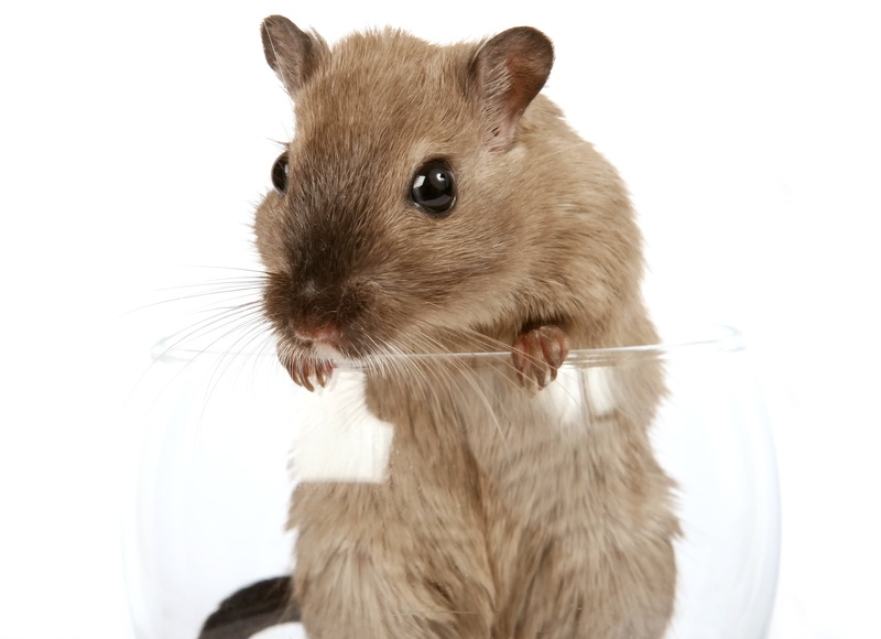 creature, funny, close, animal wildlife, furry, indoors, no people, domestic, glass, rat, mice, looking, gerbil, macro, concept, hamster, gorgeous, wine