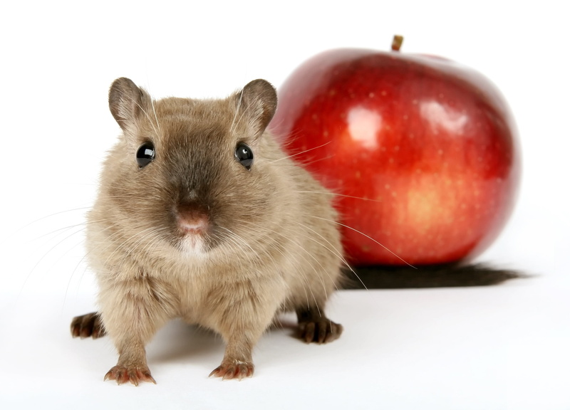 breakfast, isolated, brown, pets, young, domestic animals, one animal, close, cute, apple - fruit, food, healthy, no people, wholesome, colorful, 2K, whisker
