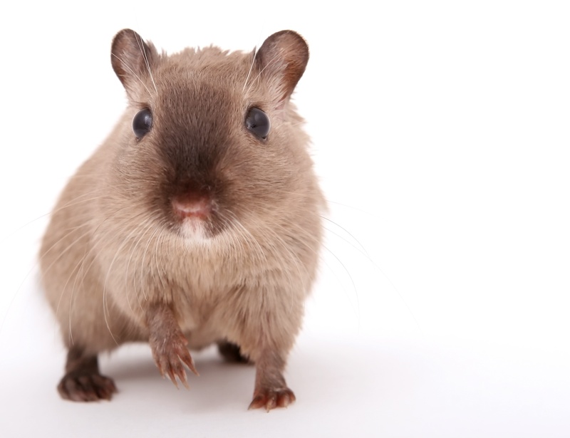 2K, hamster, creature, ears, lovely, furry, funny, male, up, rodent, vermin, nose, domestic animals, hairs, indoors, brown, mammal, closeup, pet, sniff