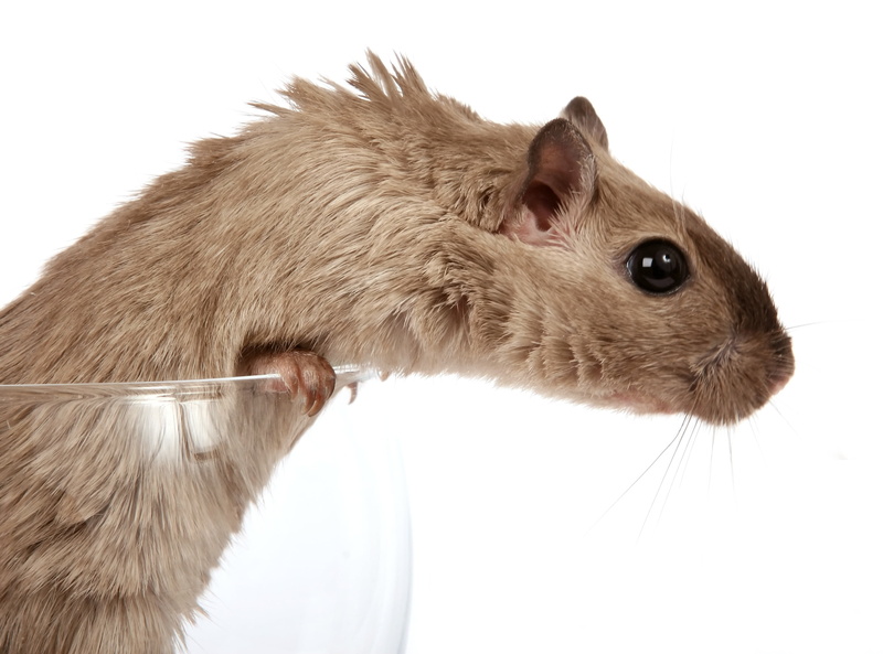 mice, funny, ears, pets, whisker, macro, white, animal head, small, furry, whiskers, isolated, rat, glass, critter, one Animal, animal body part, animal themes