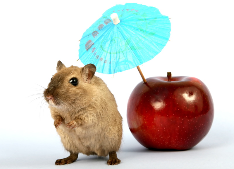 whiskers, hamster, young, small, girl, mouse, pet, pest, vermin, 2K, one animal, sun, fur, animal wildlife, cute, brown, studio shot, gerbil, domestic