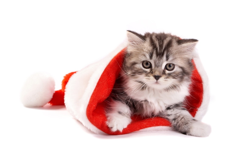 santa, cat, hat, silver, 1080P, tabby, fluffy