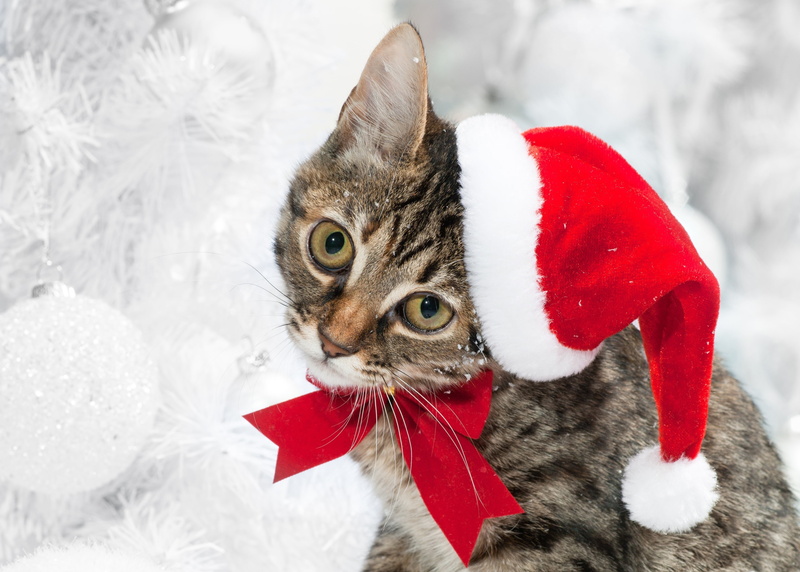 tabby, fun, gift, portrait, no people, santa Hat, santa Claus, backgrounds, brown, domestic, snow, one Animal, looking at camera, red, kitten, cute, cat