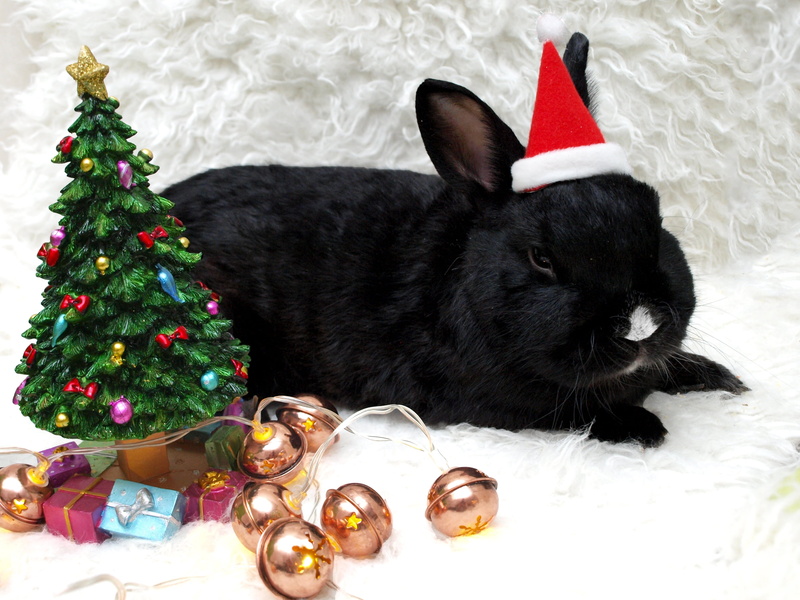 2K, knuffig, celebration event, munchkins, no people, cute, dwarf bunny, cosplay, dress up, event, christmas ornament, domestic, christmas, one animal