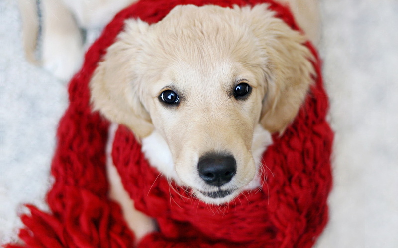 puppy, red, small, animal themes, no people, christmas, clothing, lying Down, animal head, domestic, pets, domestic Animals, one Animal, retriever, friendship