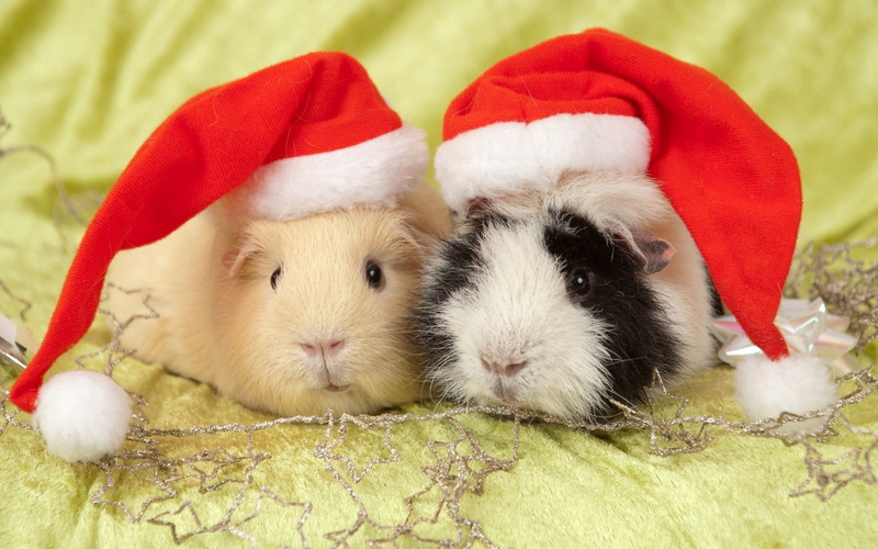 santa Claus, close-up, domestic Animals, decoration, two animals, guinea, group of animals, small, domestic, fluffy, humor, santa Hat, fun, rodent, mammal