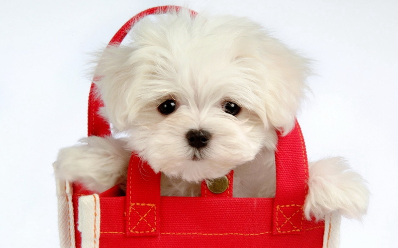fluffy, christmas, santa Claus, animal themes, purebred Dog, fur, cute, no People, friendship, bag, red, canine, white, looking, coat, gift, lap Dog, puppy
