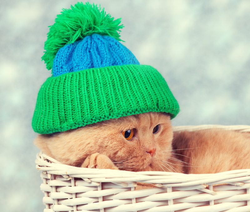 wicker, no people, young Animal, close-up, whisker, one animal, animal head, hat, fur, looking, wool, cute, clothing, curiosity, outdoors, vertebrate, textile