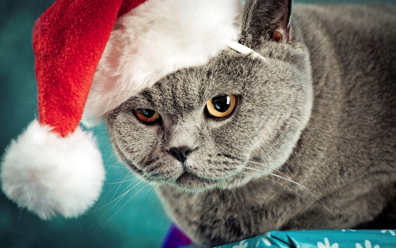 720P, shorthair Cat, indoors, close-up, focus on foreground, portrait, santa hat, whisker, small, purebred Cat, cute, fun, fluffy, one Animal, domestic Cat