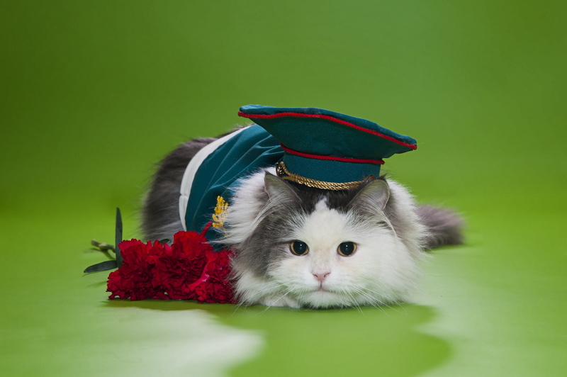 indoors, looking, cats, one animal, small, feline, hat, coated, celebration, 2K, cheerful, fluffy, young Animal, animals And Pets, playful, gray, animal themes