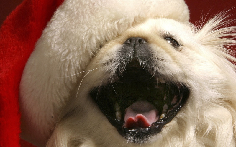 animal tongue, animal body part, canine, portrait, close-up, snout, pets, animal, no people, open mouth, animal themes, mammal, mouth open, mug, dog, 1080P