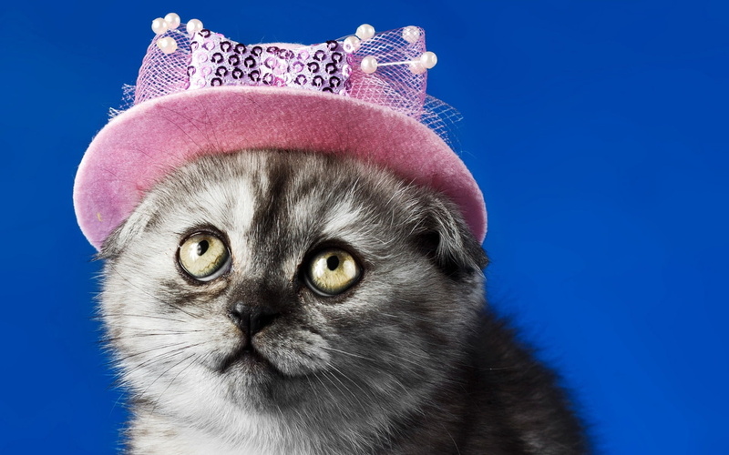 gray, 1080P, looking at camera, domestic Cat, portrait, fun, fluffy, pet clothing, animal, beautiful, cat, small, face, humor, tabby, studio shot, close-up