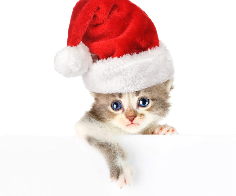 looking, paw, white Background, animal themes, no people, mammal, santa Hat, kitten, animal, indoors, pets, 5K, white, one Animal, hat, feline, sitting