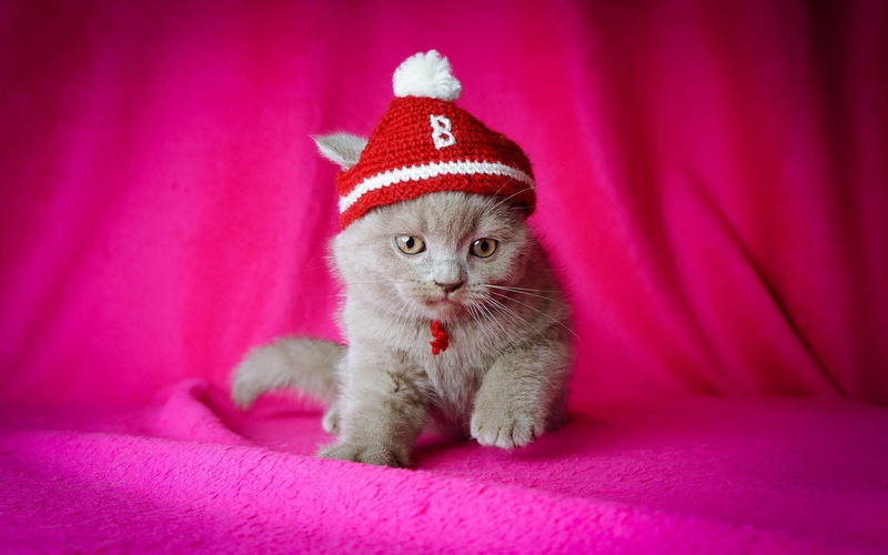fluffy, vertebrate, christmas, indoors, paw, fur, purple, animal eye, looking, cat, kid, looking at camera, pink color, humor, beauty, mammal, red, 1080P