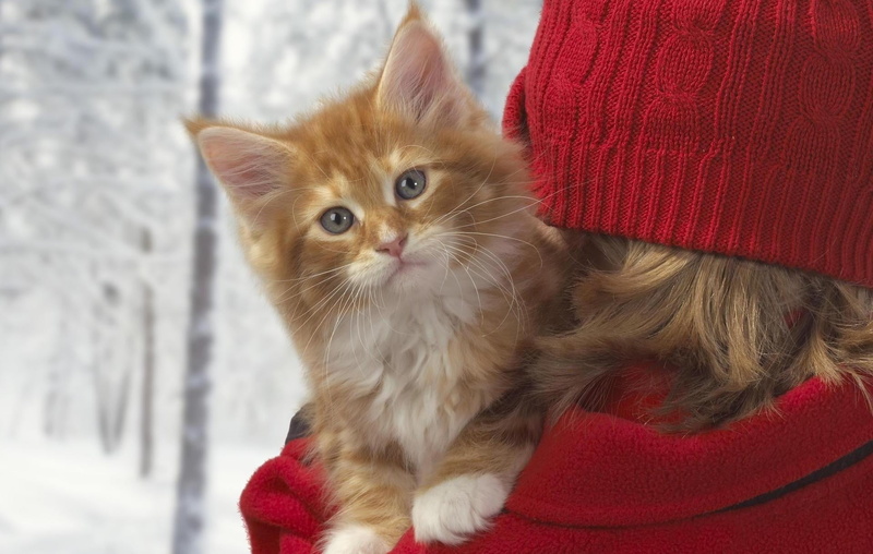 fur, domestic Animals, season, no people, playful, young Adult, color, fluffy, hat, people, vertebrate, white, animal themes, friendship, adult, one animal
