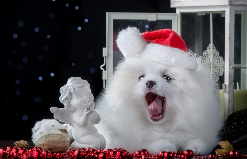pets, cap, puppy, domestic, beautiful, fur, close-up, white color, pomeranian, sweet, white, mammal, christmas, beads, winter, dog, fun, domestic Cat, angel