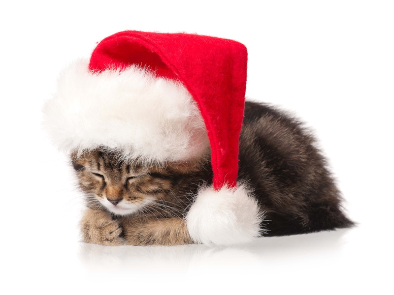 close-up, fur, 5K, humor, cut out, hat, santa Hat, santa Claus, whisker, studio Shot, cute, kitten, winter, gift, new year, relaxation, decoration, animal themes