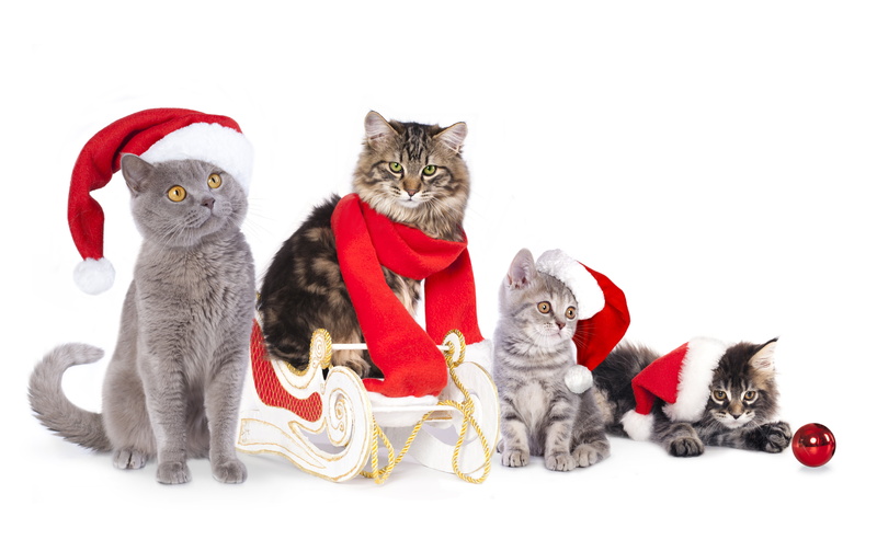 holiday, ball, decoration, pets, scarf, gift, santa Claus, celebration, dog, christmas, group of animals, animal family, four, cut out, small, 8K, cats