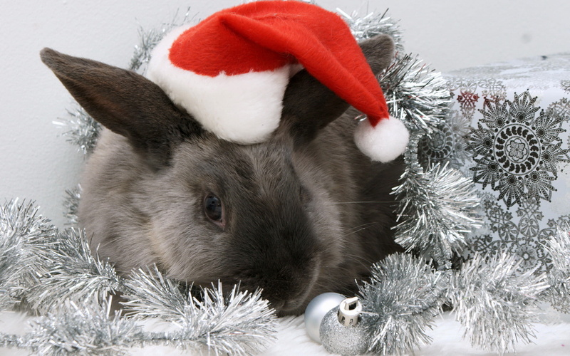 christmas, 1080P, gift, red, bunny, white, animal, rabbit - Animal, close-up, small, New year, winter, hat, cute, no People, one animal, nature, fluffy