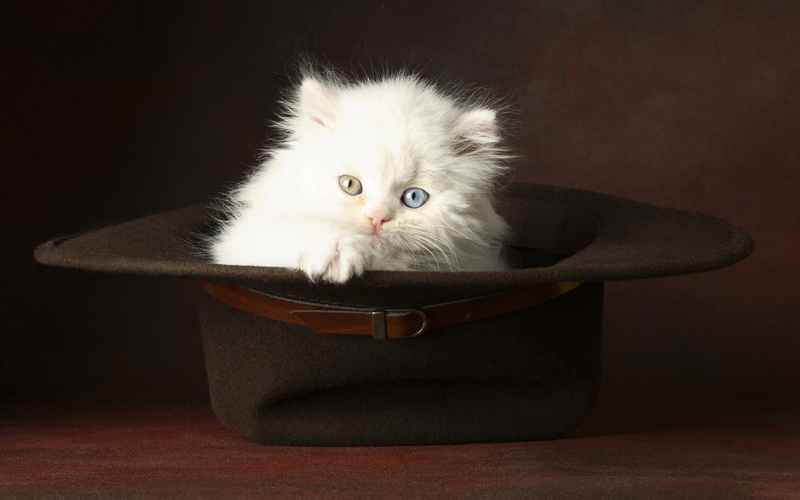 eyes, fluffy, 1080P, hat, Kitty, white