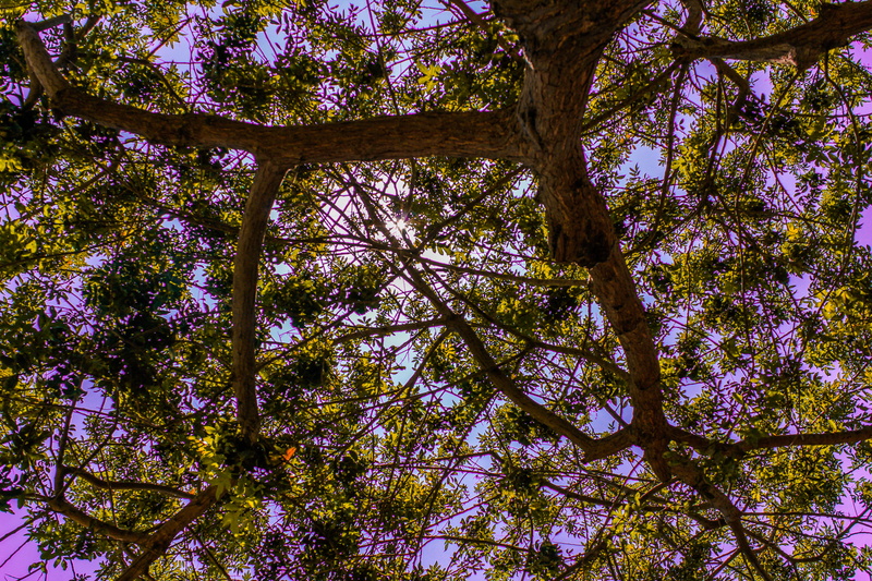 lightroom, outdoors, branch, tree trunk, tall - high, sky, violet, forest, plant, trunk, land, directly below, tree, fantasy, 5K, fairytail, growth, day