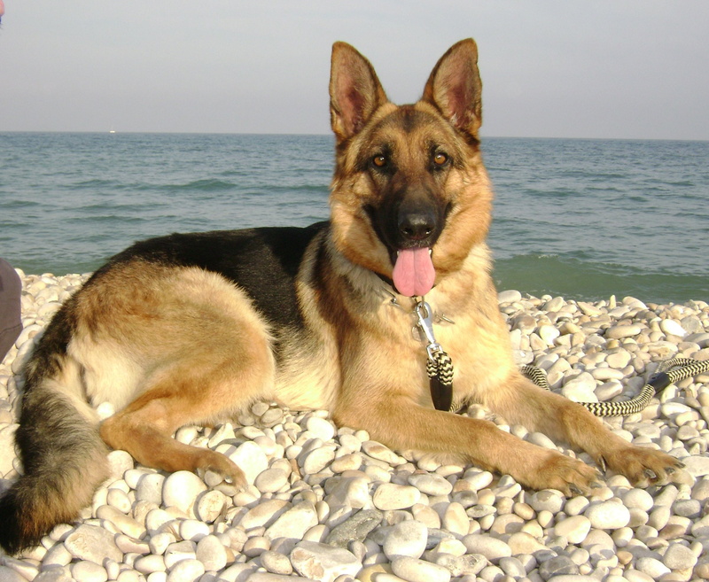 horizon over water, stone - object, Aleman, beach, no people, sea, 1080P, water, canine, horizon, Perro, domestic animals, one animal, nature, animal themes