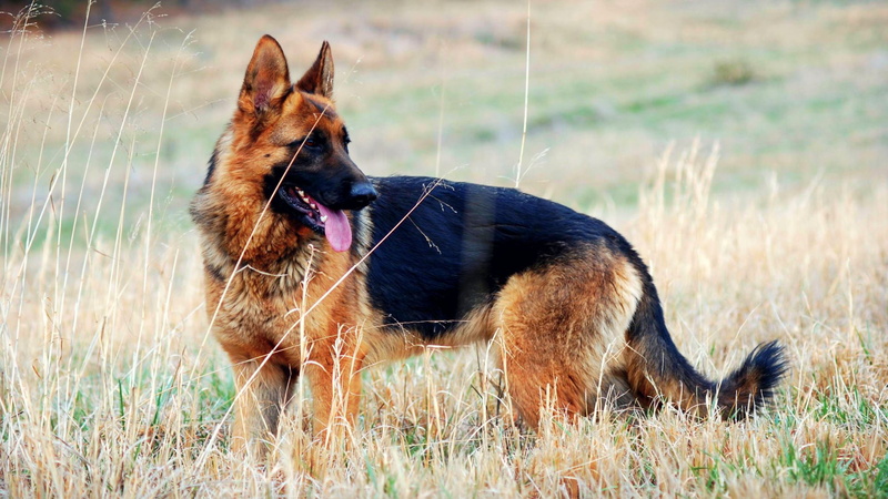 grass, no people, vertebrate, pastor, dog, 1080P, land, field, day, one animal, animal mouth, nature, aleman, plant, german shepherd, pets, looking, looking away