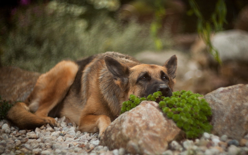 Aleman, Perro, Animales, 1080P, Pastor
