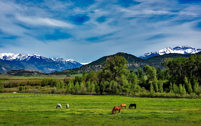 forest, green, 1080P, animal themes, brown, daytime, cattle, livestock, blue, trees, sky, scenics - nature, domestic, beauty in nature, hdr, meadow, domestic animals