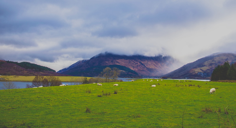 cloud - sky, outdoors, farm, livestock, animals, domestic, land, plant, scenery, sheep, grazing, group of animals, green, scenic, pasture, valley, pastoral