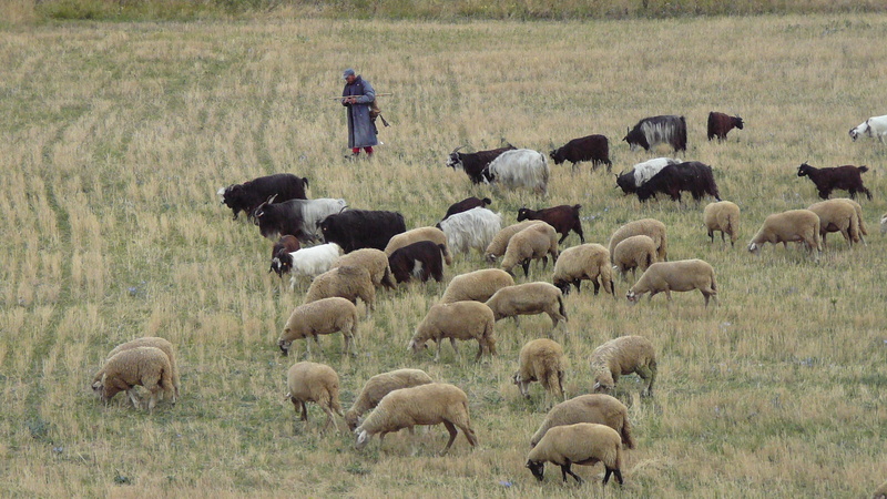 animal themes, herbivorous, 2K, day, sheep, herd, village, pets, animal, shepherd, field, vertebrate, animals, hiking, mammal, livestock, nature, flock of birds